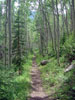 The last two miles of the hike out were through dense aspen stands....