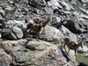 A large herd of Bighorn Sheep crossed our path. There must have been more t...