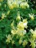 There were lots of yellow Columbines in North Avalanche Canyon....